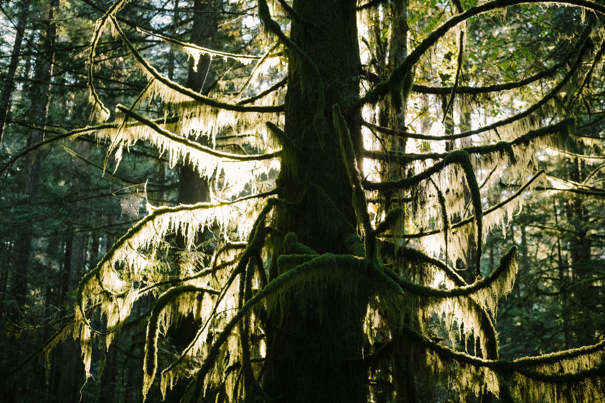 We Are Lichen Kin