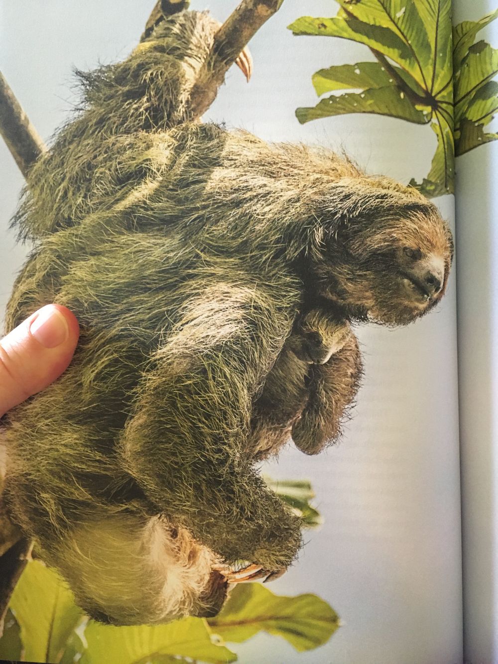 A brown-throated three-toed sloth hanging by one arm and leg to a slender tree branch.
